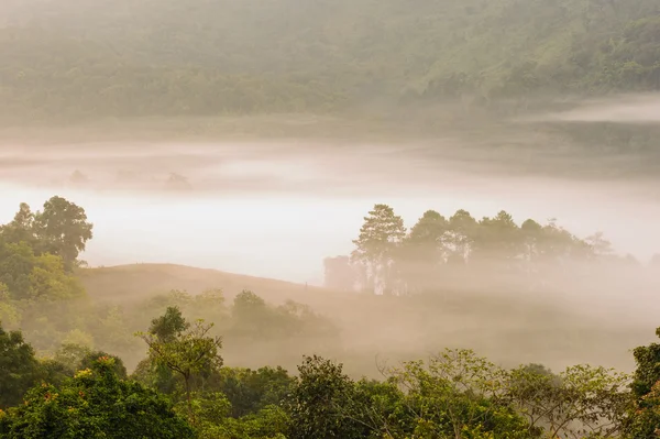 Krásné mlhavé svítání na tropický prales mlha. Stock Obrázky