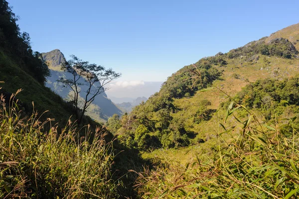 Beautiful hiking trails in rainforest. — Stock Photo, Image