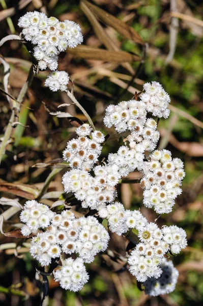 Hermosas flores silvestres, el nombre científico "Blumea Balsamifera  ( —  Fotos de Stock
