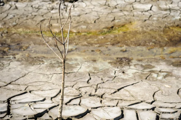 Dead tree  in barren ground textured background. — Stock Photo, Image