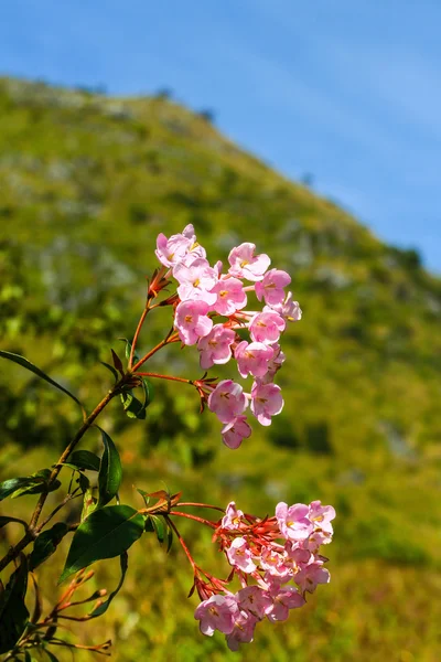 Vědecký název kvítí "Pedicularis siamských" našel gr — Stock fotografie