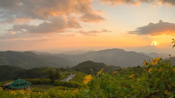 Západ slunce na poli Bua Tong Doi Mae U-kho Khun Yuam, tbailand. Stock Fotografie