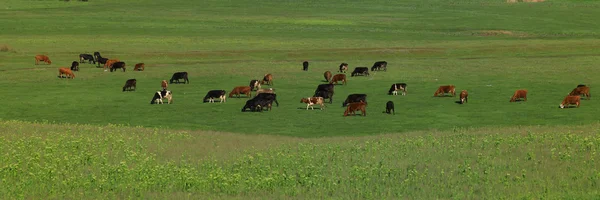 Vacas em um prado verde — Fotografia de Stock