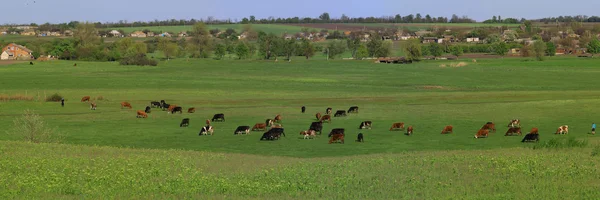 Vacas en un prado verde — Foto de Stock