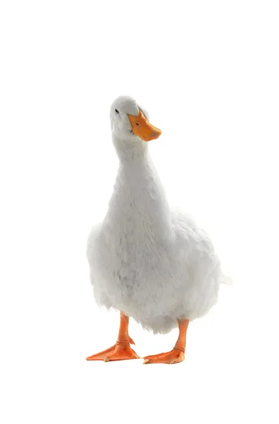 Canard isolé sur blanc — Photo