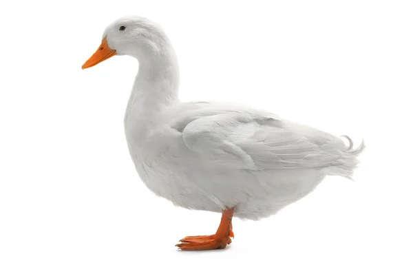 Canard isolé sur blanc — Photo