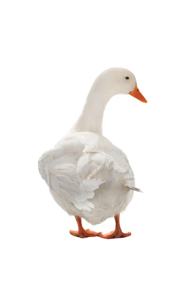 Ördek beyaz üzerine izole — Stok fotoğraf