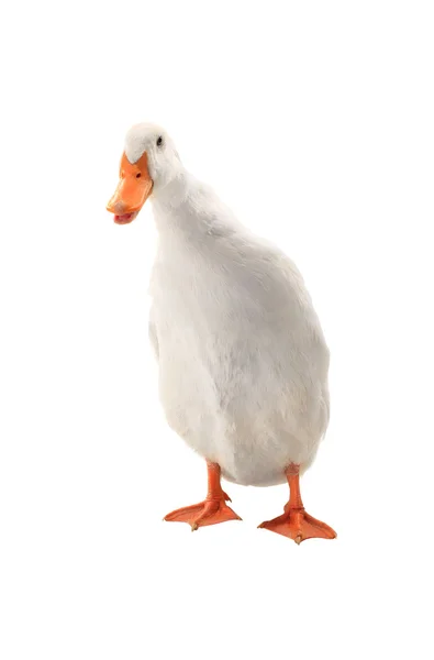 Pato aislado en blanco —  Fotos de Stock