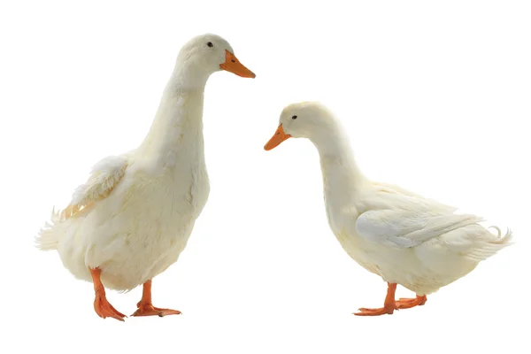 Deux canards isolés sur blanc — Photo