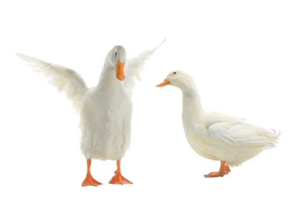 Two  ducks  isolated on white — Stock Photo, Image