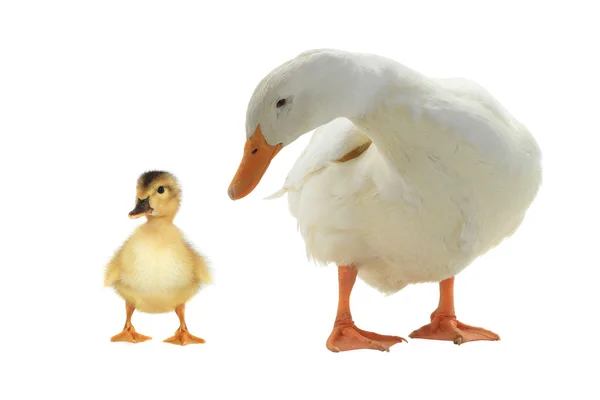 Patos aislados en blanco — Foto de Stock