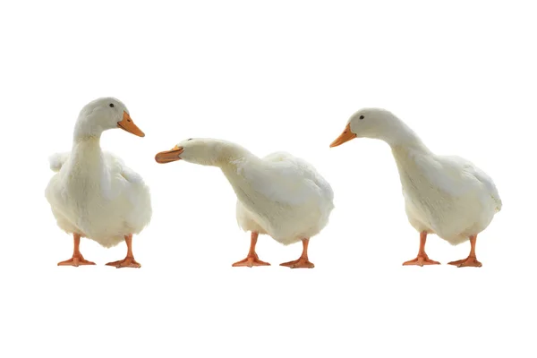 Patos isolados sobre branco — Fotografia de Stock