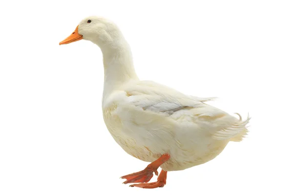 Duck isolated on white — Stock Photo, Image