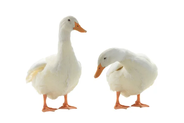 Two  ducks isolated on white — Stock Photo, Image