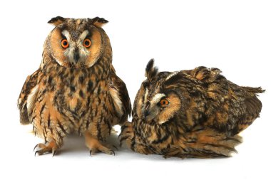 beyaz izole iki baykuş