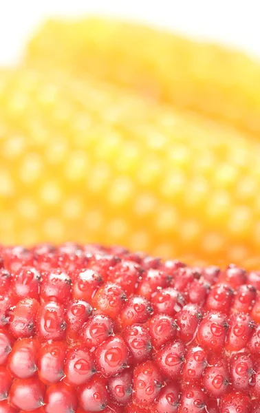 Коричневая и желтая кукуруза — стоковое фото