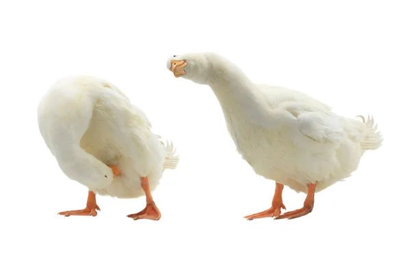 The two  ducks — Stock Photo, Image