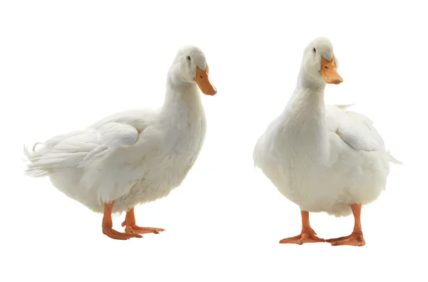 Los dos patos — Foto de Stock