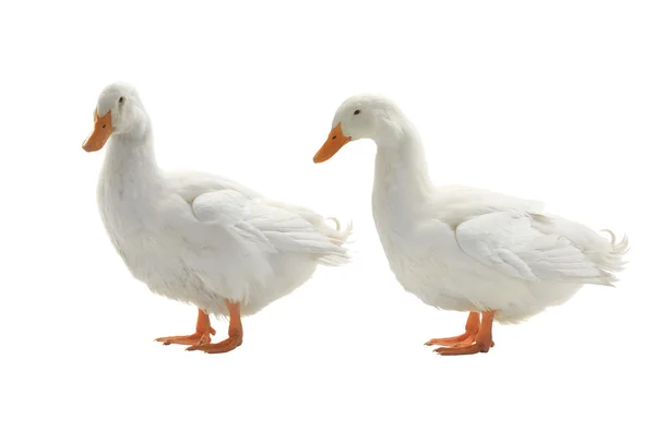 Los dos patos — Foto de Stock