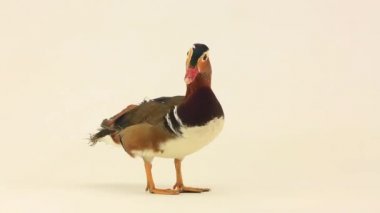 erkek ördek mandalina