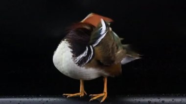 erkek ördek mandalina