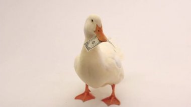 Beyaz arkaplanda ördek