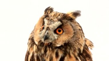 Marsh baykuş beyaz ekran