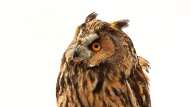 Marsh baykuş beyaz ekran