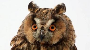 Marsh baykuş beyaz ekran