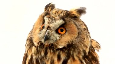 Marsh baykuş beyaz ekran