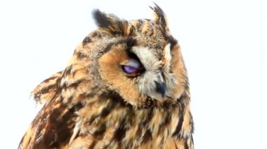 Marsh baykuş beyaz ekran