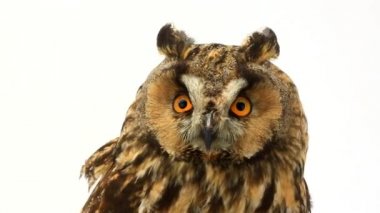 Marsh baykuş beyaz ekran