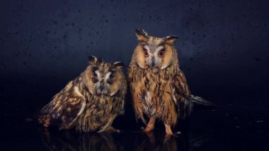 siyah ekranda iki marsh baykuşlar