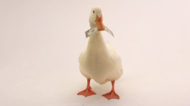 Beyaz arkaplanda ördek