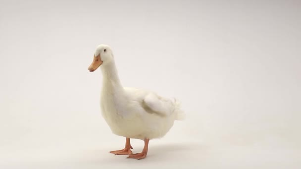 A portrait duck — Stock Video