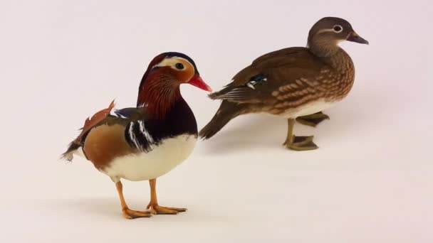 Ducks of tangerine on a white screen — Stock Video