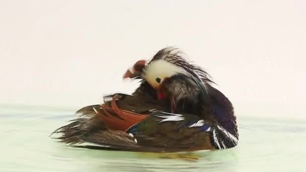 Mandalina erkek ördek — Stok video