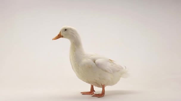 A portrait duck — Stock Video