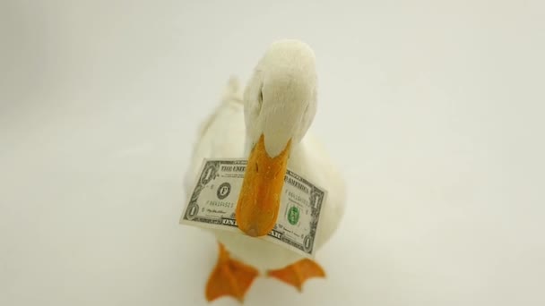Duck on a white background — Stock Video
