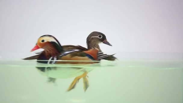 Canards de mandarine — Video