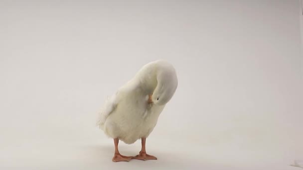 Bir portre ördek — Stok video