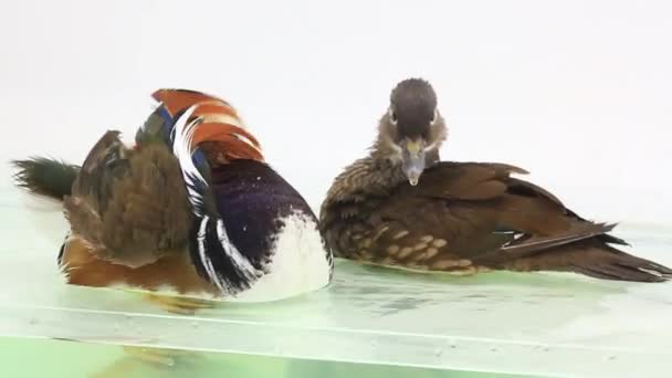 Kaczki mandarynki — Wideo stockowe