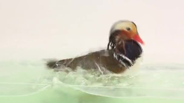 Canard mâle de mandarine — Video