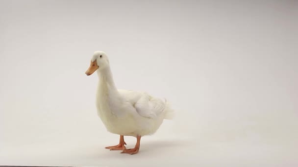 Un canard portrait — Video