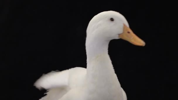 A portrait duck — Stock Video