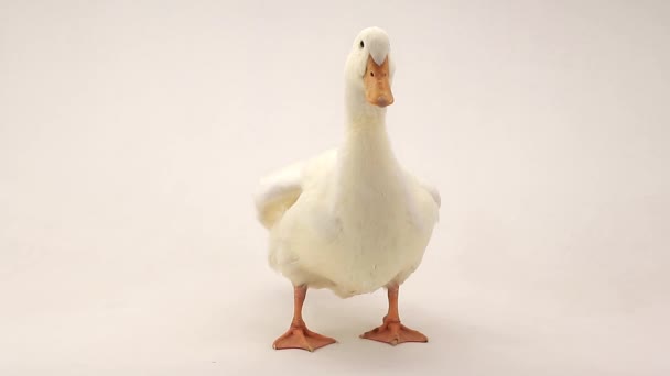 Bir portre ördek — Stok video