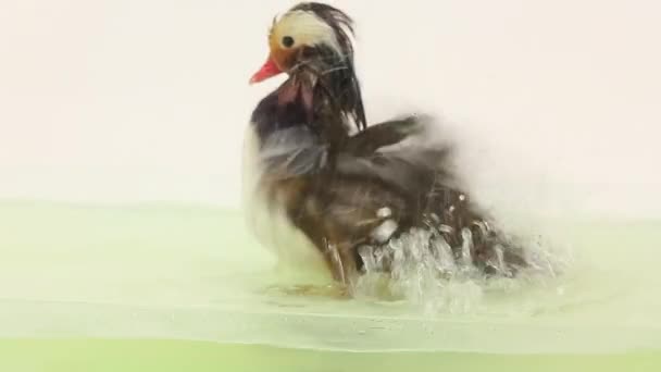 只鸭子的橘 — 图库视频影像