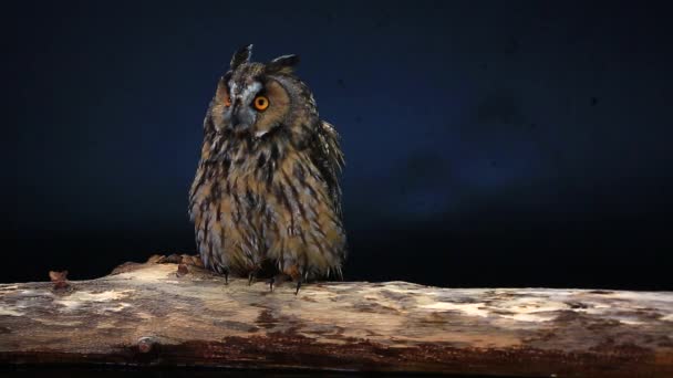 Marsh owl on the black screen — Stock Video