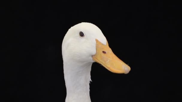 A portrait duck — Stock Video