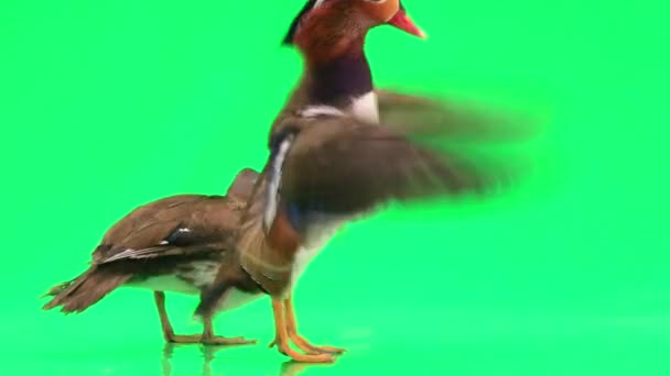 Ördekler yeşil ekranda mandalina — Stok video